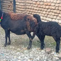 گوسفند شکم سوم با بره نر