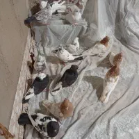 کفترهمه جوره باهم|پرنده|سیلاخور, |دیوار