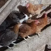 مرغ تخمگذار|حیوانات مزرعه|جوانرود, |دیوار