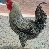 فروش خروس در سوسنگرد