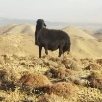 قوچ قره قزل