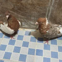 کفتر|پرنده|مشهد, دهشک|دیوار