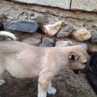 توله سرابی