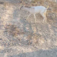 کهره ،بره ، بز ،میش زاییده|حیوانات مزرعه|میناب, |دیوار