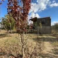 2هزار متر باغ و خانه باغ در آستانه