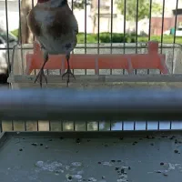 سهره سیره نر بخون قناری