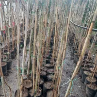 نهال کیوی هایوارد طلایی یکساله و دوساله|خدمات باغبانی و درختکاری|لیسار, |دیوار