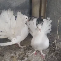 کبوتر  چتری