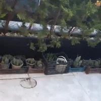 کاکتوس|گل و گیاه طبیعی|تهران, تهرانپارس جنوبی|دیوار