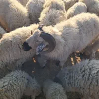 قوچ بزرگ وچاق آمد وکشتن|حیوانات مزرعه|درب بهشت, |دیوار