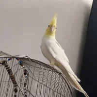 دو عدد عروس هلندی