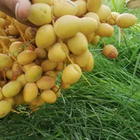 تولید کننده انواع نخل برحی مجول پیارم وانواع چمن|خدمات باغبانی و درختکاری|اهواز, زیتون کارمندی|دیوار