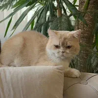 واگذاری گربه