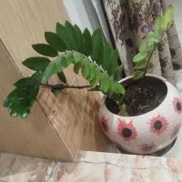 گلدون گل|گل و گیاه طبیعی|یزد, |دیوار