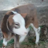 دوتاگوساله نرسمینتال سیاه ۹۵م قرمز فروخته شد اذرسا