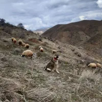 سگ پژدر|سگ|کامیاران, |دیوار