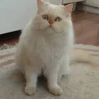 یه جفت گربه پرشین