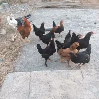 تخم مرغ نطفه دار|حیوانات مزرعه|ماهدشت, |دیوار