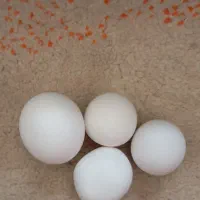سنگ الماس اسیاب