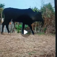 گاو نر ورزا چالوسی|حیوانات مزرعه|رودبار, |دیوار