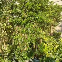 فروش درخت|گل و گیاه طبیعی|تهران, شهرک شهید باقری|دیوار