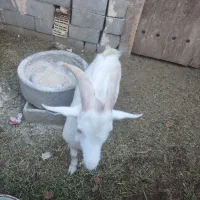 فروش چند راس گوسفند|حیوانات مزرعه|مهریز, |دیوار