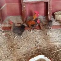 اهواز|حیوانات مزرعه|کارون, |دیوار