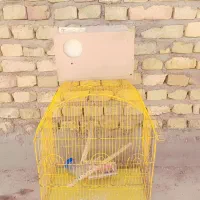 قفس عروس هلندی