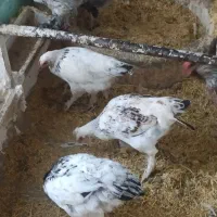 تاغچه مرغ برهما و بلژیکی و سلطان|حیوانات مزرعه|مشهد, منزل آباد|دیوار