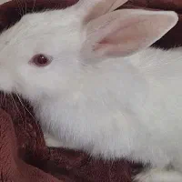 خرگوش نر سفیدو چشم قرمز،باهوش|موش و خرگوش|مشهد, چهارچشمه|دیوار
