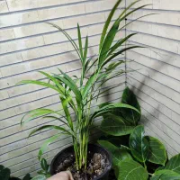 عضو شو بازدید کن هدیه ببر|گل و گیاه طبیعی|اصفهان, شاه پسند|دیوار