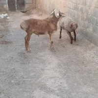 بره قوچی چینی اصیل|حیوانات مزرعه|تربت جام, تیپ ۳۸ زرهی تربت جام|دیوار