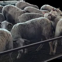 فروش میش رومن چندقلوزا|حیوانات مزرعه|تهران, بوستان ولایت|دیوار