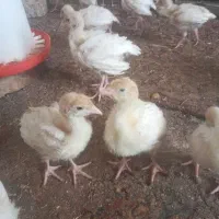 جوجه بیوتی ۴۰ روزه