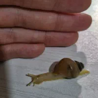 فروش فوق العاده حلزون آچاتیناطبی کلاژن ساز