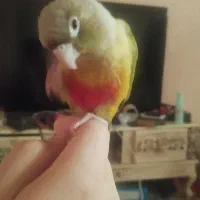 گرینچیک دستی قفس جفت کوتوله برزیلی بالغ  آبی دستی