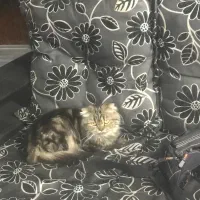 واگذاری رایگان|گربه|نمین, |دیوار