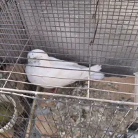 کبوتر|پرنده|تهران, ائمه اطهار|دیوار