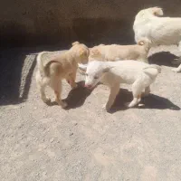 توله پاکوتاه نر