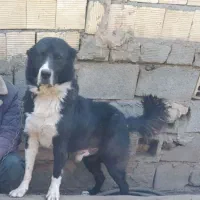 ۱عدد سگ نر چنبر گم شده