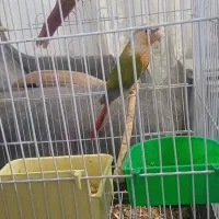 طوطی گرینچک|پرنده|اشنویه, |دیوار