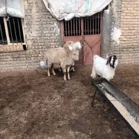 بره قوچ|حیوانات مزرعه|شیروان (خراسان), |دیوار