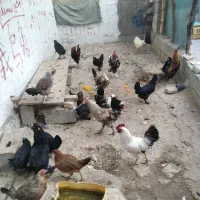 مرغ خروس محلی چاه قائدی وحید کشتکار|حیوانات مزرعه|لامرد, |دیوار