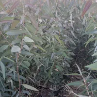 اکالیپتوس دوساله تولید اصفهان در فضای باز