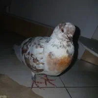 کبوتر