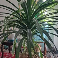 گل چتری|گل و گیاه طبیعی|ملایر, |دیوار