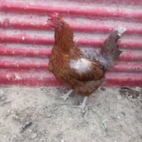 مرغ و خروس و غاز|حیوانات مزرعه|چهارباغ, |دیوار