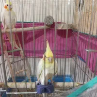 عروس هلندی مولد