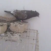 سینه'قهوه ای نر