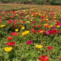 پیش فروش گل های بهاری (تاج خروس . کوکب . جعفری  )